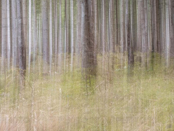 Trees in the forest, pull-along effect, Jassing, Styria, Austria, Europe