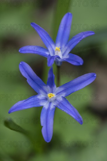 Snow pride (Chionodoxa luciliae), Emsland, Lower Saxony, Germany, Europe