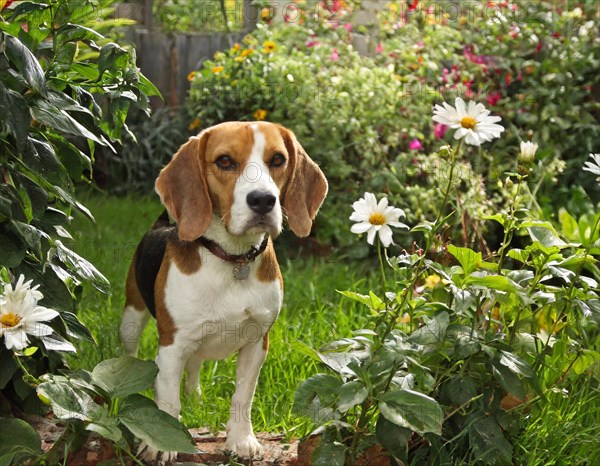 Dog, beagle, whole figure, outdoor, in the garden, AI generated, AI generated