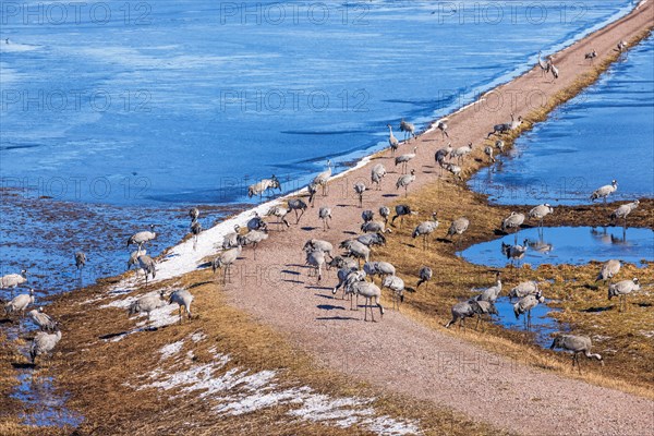 Cranes (grus grus) foraging on a dirt road by a lake in early spring, Hornborgasjoen, Sweden, Europe