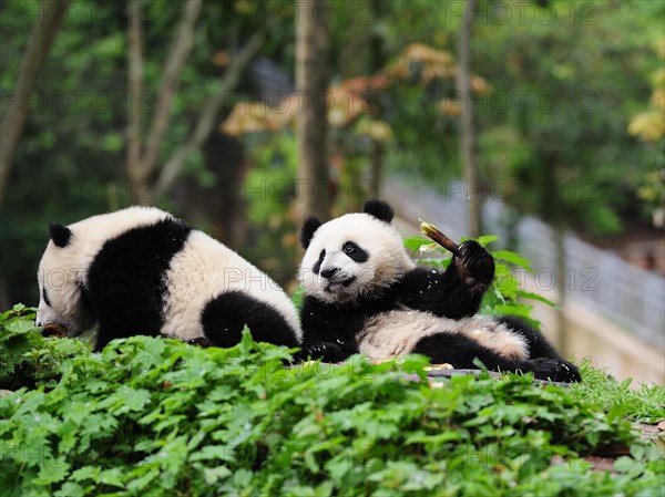 Bifengxia Panda Center, sichuan, china