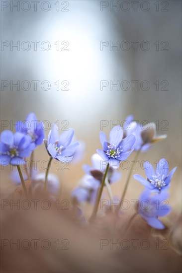 Common liverwort (Hepatica nobilis), flowers in the sunlight between leaves on the forest floor, Brandenburg, Germany, Europe