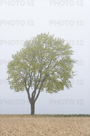 Deciduous tree, maple (Acer) in bloom in fog, spring, North Rhine-Westphalia, Germany, Europe