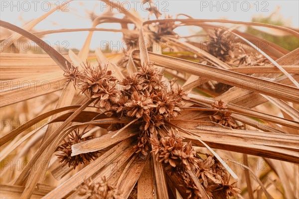 Cyperus alternifolius or umbrella papyrus drying in the summer heat and drought