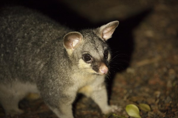 Common Brushtail Possum at night in Queensland, Australia, Oceania