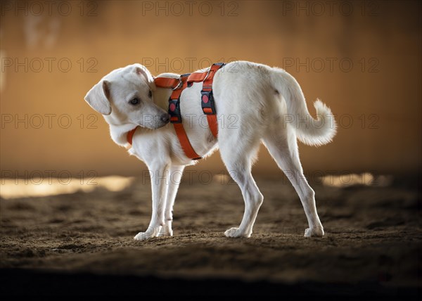 Domestic dog (Canis lupus familiaris), light-coloured coat, female, young, animal welfare dog, orange-coloured harness, standing in an indoor riding arena, turns around to the back, background brightly lit and blurred, Hesse, Germany, Europe