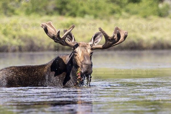 Moose. Alces alces. Bull moose feeding with aquatic vegetation in a lake. La Mauricie national park. Province of Quebec. Canada