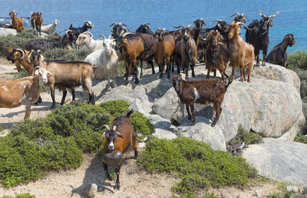 Goats on rocks overlooking the sea under a clear blue sky, Kriaritsi, Sithonia, Chalkidiki, Central Macedonia, Greece, Europe