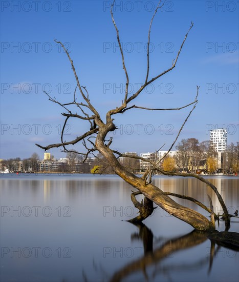 Long exposure, withered tree in water, Berlin, Germany, Europe