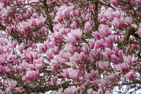 Tree with magnolia blossoms, magnolia (Magnolia), magnolia x soulangeana (Magnolia xsoulangeana), Offenbach am Main, Hesse, Germany, Europe