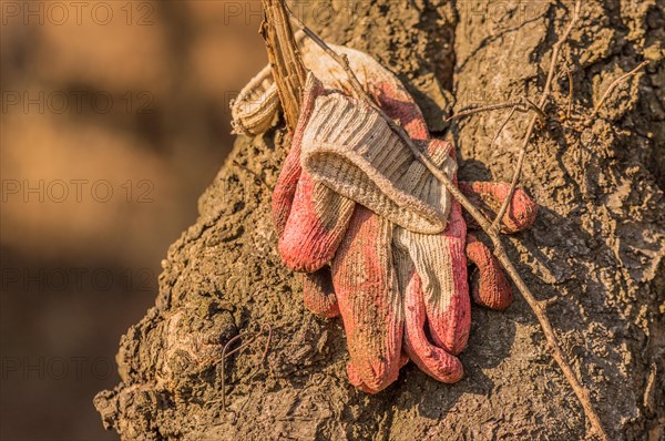 A pair of worn-out work gloves hangs on a tree bark, in South Korea