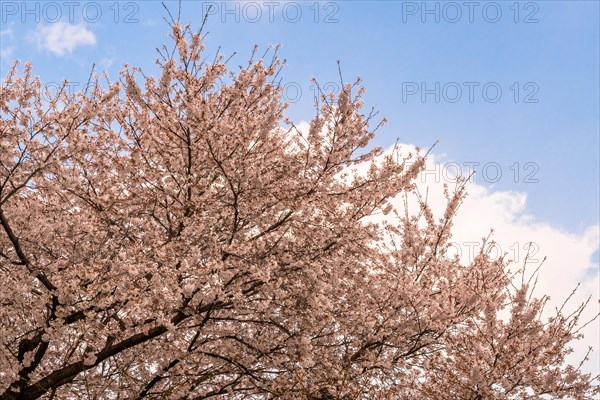 Top of beautiful cherry blossom tree branches against blue sky with puffy white clouds in Daejeon, South Korea, Asia