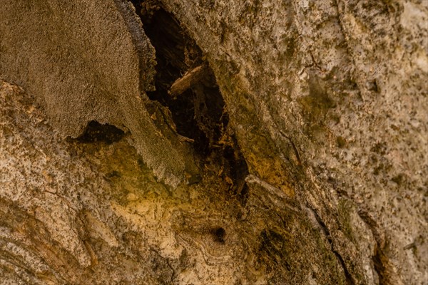 Closeup of the bark of a large old tree where tar that was used to repair tree has separated from tree in South Korea