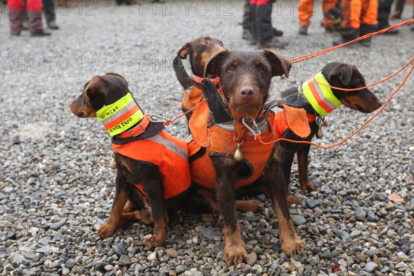 Hunting dogs, hunting terriers with safety waistcoats in front of the start of the hunt for sows (Sus scrofa), Allgaeu, Bavaria, Germany, Europe