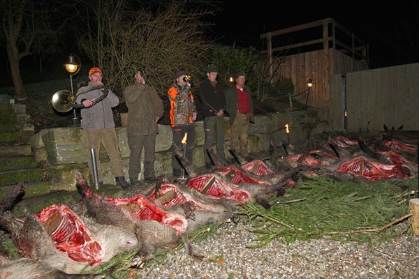 Wild boar (Sus scrofa), traditional route laying after the end of the hunt with hunting guide and hunting horn players, Allgaeu, Bavaria, Germany, Europe