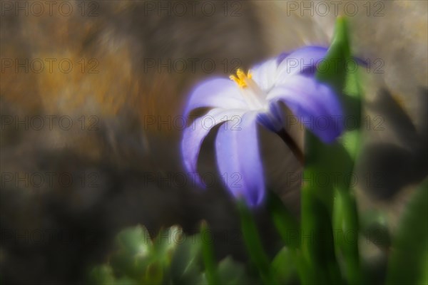 Close-up of a purple flower, alpine squill (Scilla bifolia) with blurred background, Hesse, Germany, Europe