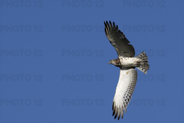 Black-chested snake eagle (Circaetus pectoralis), Mziki Private Game Reserve, North West Province, South Africa, Africa