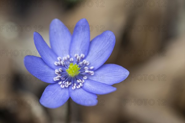 Large blue hepatica (Hepatica transsylvanica), Emsland, Lower Saxony, Germany, Europe