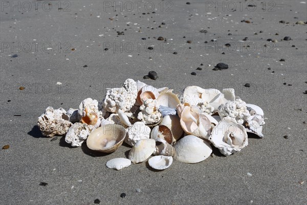 Shells and pieces of coral on the beach near Unnstad, Lofoten, Norway, Scandinavia, Europe