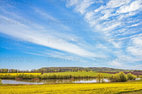 Flowering rapeseed by a lake in a rural cultivated landscape view, Alleberg, Falkoeping, Sweden, Europe