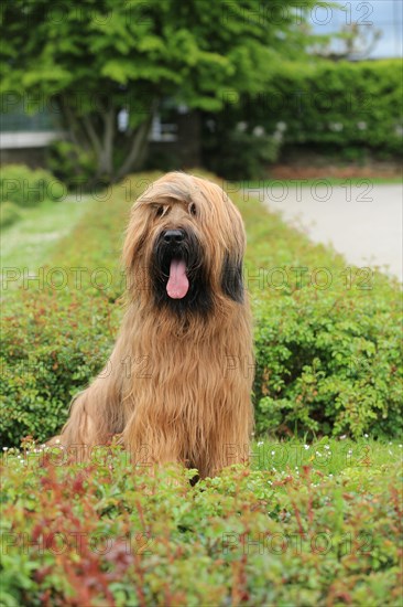 Briard, Berger de Brie