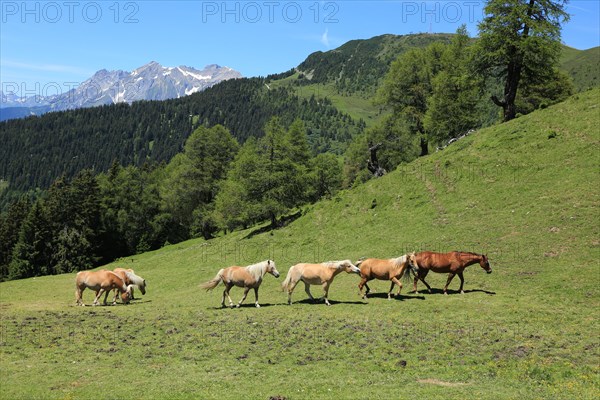 Haflinger, mountains