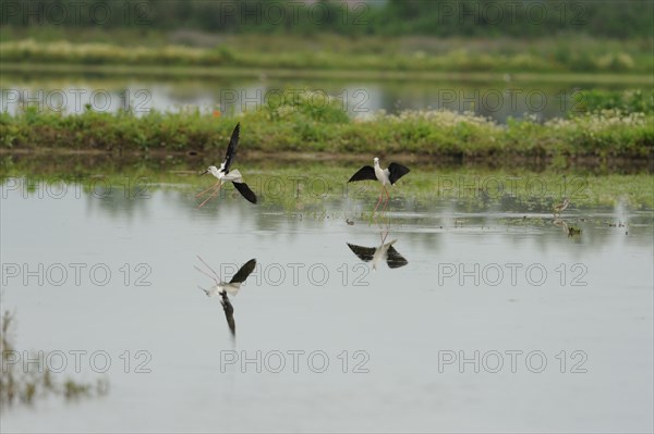 Black-winged Stilt, Himantopus himantopus, italy