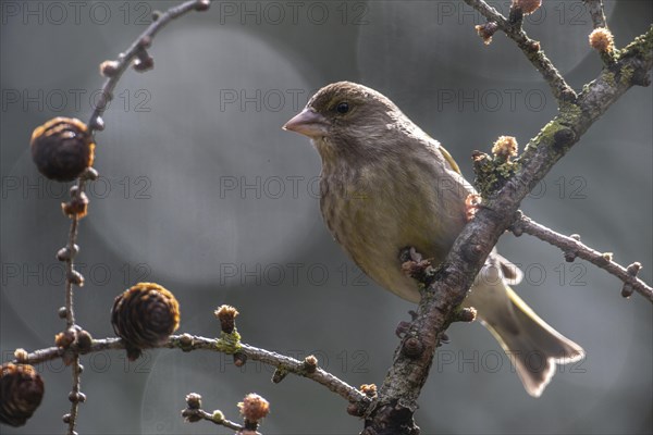 European greenfinch (Carduelis chloris), Emsland, Lower Saxony, Germany, Europe