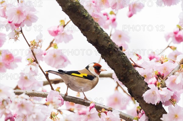European goldfinch (Carduelis carduelis) on a branch with cherry blossoms in focus against a blurred background, Hesse, Germany, Europe