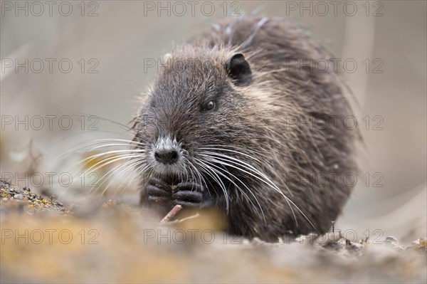 Nutria (Myocastor coypus), holding something in its paws, eating, frontal side view, close-up, background light blurred, foreground also, Rombergpark, Dortmund, Ruhr area, Germany, Europe