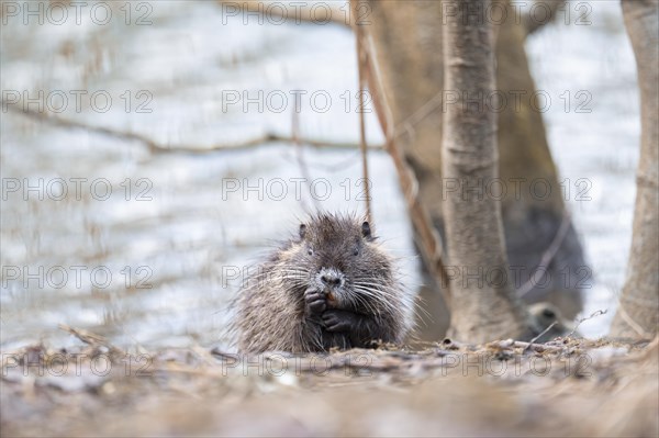 Nutria (Myocastor coypus), wet, coming out of the water, making a funny face, facial expression, walking through branches and twigs, background light blurred water, tree trunks on the right, Rombergpark, Dortmund, Ruhr area, Germany, Europe