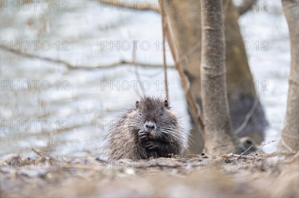Nutria (Myocastor coypus), wet, coming out of the water, making a funny face, facial expression, walking through branches and twigs, background light blurred water, tree trunks on the right, Rombergpark, Dortmund, Ruhr area, Germany, Europe