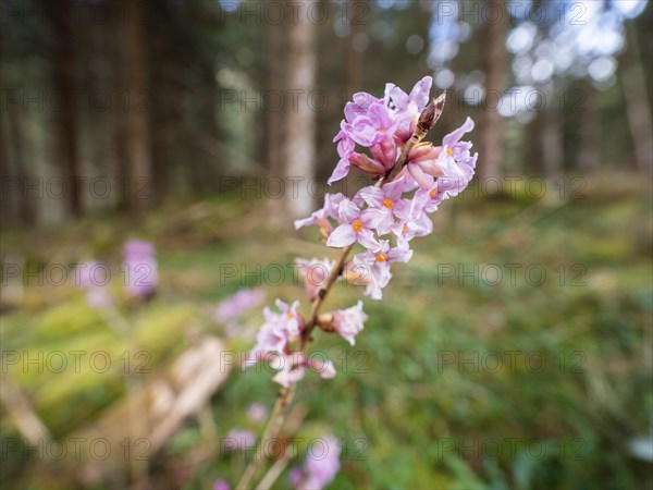 Mezereon (Daphne mezereum), near Tragoess, Styria, Austria, Europe