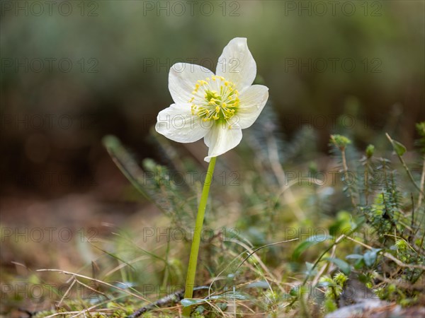 Christmas rose (Helleborus niger), near Tragoess, Styria, Austria, Europe