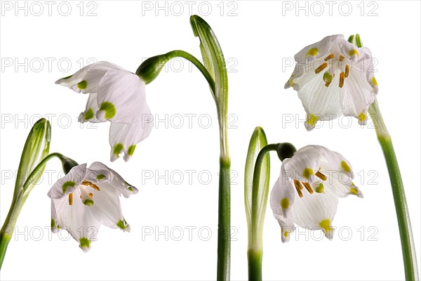 Blossoms of the March snowflake (Leucojum vernum) on a white background, Bavaria, Germany, Europe