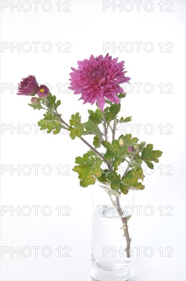 Pink chrysanthemum on a white background