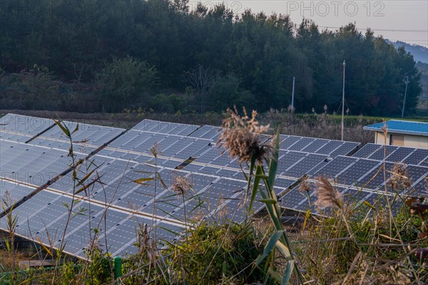 Rows of solar panels installed in field in rural area with evergreen trees in background in South Korea