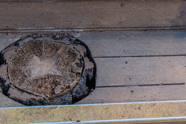 A cut tree stump on a wooden deck with visible section numbers, in South Korea