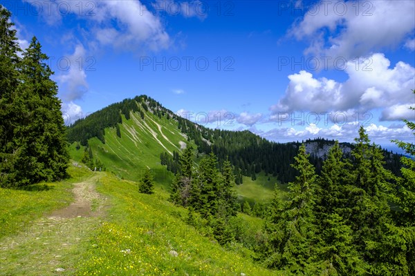 Am Stuempfling, Spitzingsee area, Bavarian local mountains, Alps, Upper Bavaria, Bavaria, Germany, Europe