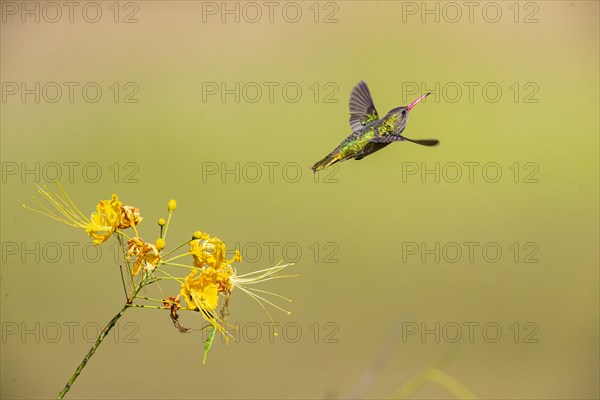 Golden Sapphire Hummingbird (Hylocharis chrysuria) Pantanal Brazil
