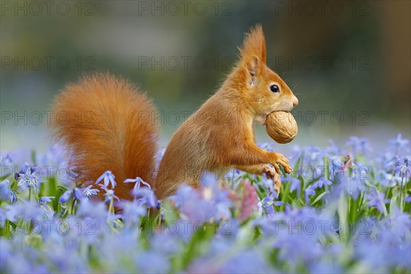 Eurasian red squirrel (Sciurus vulgaris) with walnut on a bluestar meadow, Hesse, Germany, Europe