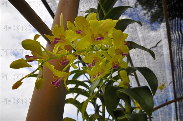 Orchid, sarawak, malaysia