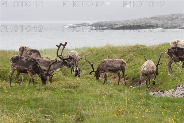 Reindeer (Rangifer tarandus) grazing on the shores of the Barents Sea, Lapland, Norway, Scandinavia, Europe