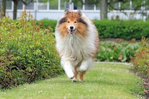 Collie, Long-haired Collie