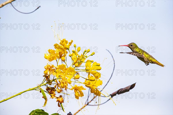 Golden Sapphire Hummingbird (Hylocharis chrysuria) Pantanal Brazil