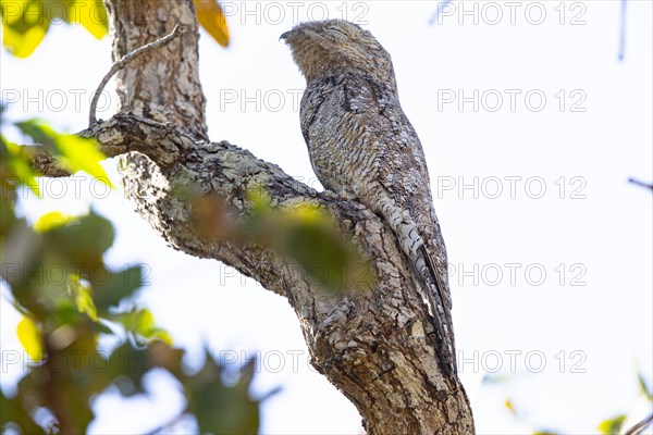 Great potoo (Nyctibius grandis) Pantanal Brazil