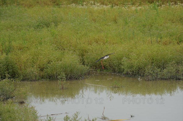 Black-winged Stilt, Himantopus himantopus, italy