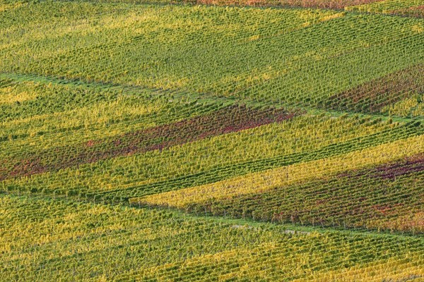 View of autumnal vineyards, wine village Ellenz-Poltersdorf, Moselle, Rhineland-Palatinate, Germany, Europe