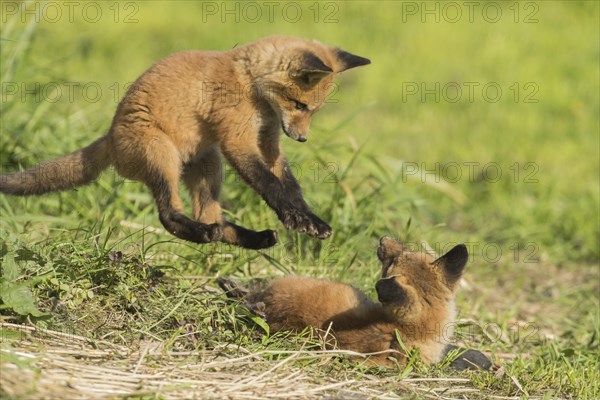 Red fox. Vulpes vulpes. Red fox cubs playing together in a meadow. Province of Quebec. Canada