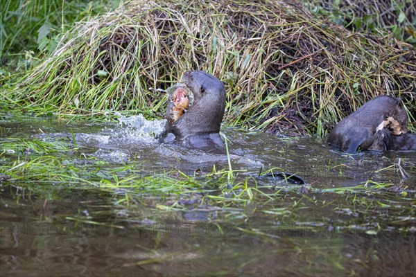 Giant otter (Pteronura brasiliensis) Pantanal Brazil